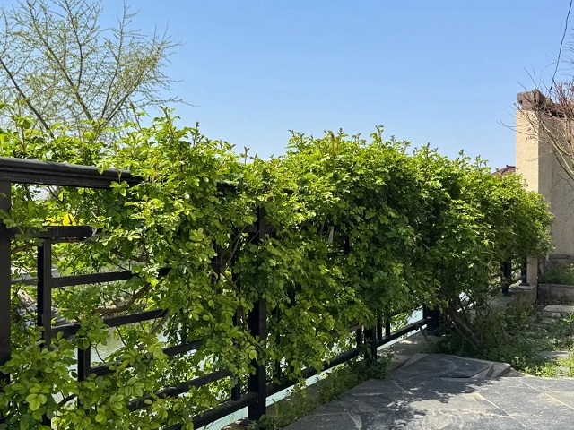 06.jpg