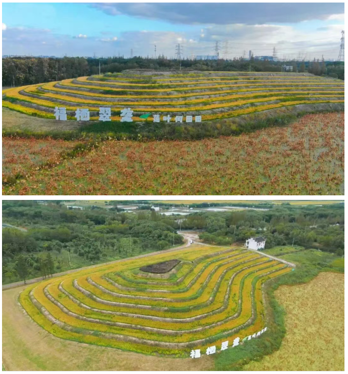 1762241081804.png 11.png